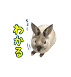 もふもふなうさぎ第2弾（もふうさ）（個別スタンプ：11）