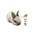 もふもふなうさぎ第2弾（もふうさ）（個別スタンプ：13）