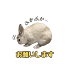 もふもふなうさぎ第2弾（もふうさ）（個別スタンプ：14）