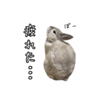 もふもふなうさぎ第2弾（もふうさ）（個別スタンプ：15）