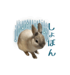 もふもふなうさぎ第2弾（もふうさ）（個別スタンプ：16）