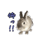 もふもふなうさぎ第2弾（もふうさ）（個別スタンプ：17）