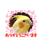 インコちゃん達Parakeet（個別スタンプ：4）