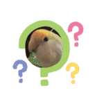 インコちゃん達Parakeet（個別スタンプ：10）