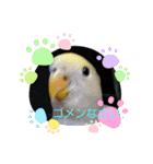 インコちゃん達Parakeet（個別スタンプ：14）