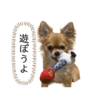気まぐれチワワの日常（個別スタンプ：9）