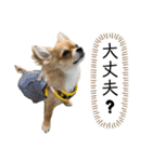 気まぐれチワワの日常（個別スタンプ：11）