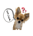 気まぐれチワワの日常（個別スタンプ：13）