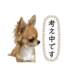 気まぐれチワワの日常（個別スタンプ：18）
