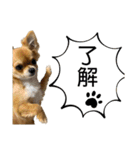 気まぐれチワワの日常（個別スタンプ：23）
