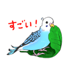 【毎日使える】インコのクーちゃんスタンプ（個別スタンプ：13）