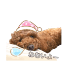 Elmo202207（個別スタンプ：1）