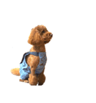 Elmo202207（個別スタンプ：3）