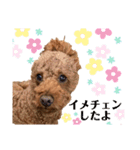 Elmo202207（個別スタンプ：6）