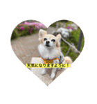 チワワのラブちゃんで～す❣️（個別スタンプ：1）