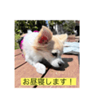 チワワのラブちゃんで～す❣️（個別スタンプ：2）