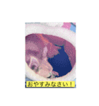 チワワのラブちゃんで～す❣️（個別スタンプ：4）