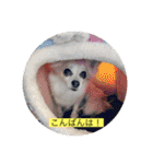 チワワのラブちゃんで～す❣️（個別スタンプ：5）