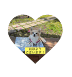チワワのラブちゃんで～す❣️（個別スタンプ：6）