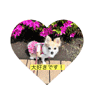 チワワのラブちゃんで～す❣️（個別スタンプ：7）