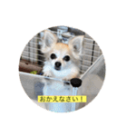 チワワのラブちゃんで～す❣️（個別スタンプ：10）