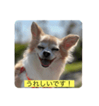 チワワのラブちゃんで～す❣️（個別スタンプ：11）