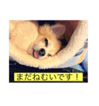 チワワのラブちゃんで～す❣️（個別スタンプ：12）