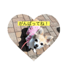 チワワのラブちゃんで～す❣️（個別スタンプ：13）