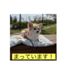 チワワのラブちゃんで～す❣️（個別スタンプ：14）