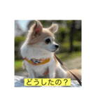 チワワのラブちゃんで～す❣️（個別スタンプ：15）