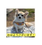 チワワのラブちゃんで～す❣️（個別スタンプ：16）