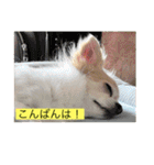 チワワのラブちゃんで～す❣️（個別スタンプ：17）