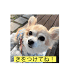 チワワのラブちゃんで～す❣️（個別スタンプ：19）