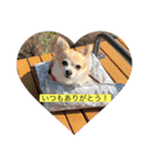チワワのラブちゃんで～す❣️（個別スタンプ：21）