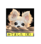 チワワのラブちゃんで～す❣️（個別スタンプ：24）