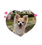 チワワのラブちゃんで～す❣️（個別スタンプ：29）