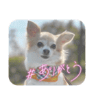 チワワのラブちゃんで～す❣️（個別スタンプ：35）
