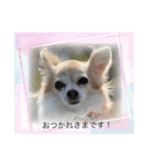 チワワのラブちゃんで～す❣️（個別スタンプ：36）