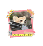 チワワのラブちゃんで～す❣️（個別スタンプ：37）