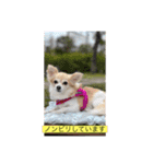 チワワのラブちゃんで～す❣️（個別スタンプ：40）