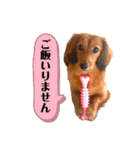 れお2☆カニンヘンダックス（個別スタンプ：11）
