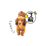 れお2☆カニンヘンダックス（個別スタンプ：18）