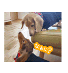 チャコひな（個別スタンプ：14）