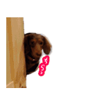 チャコひな（個別スタンプ：19）