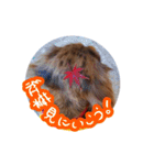 チャコひな（個別スタンプ：25）