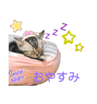 動物  スタンプ♡（個別スタンプ：2）