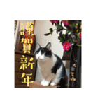 木村豊田池本家スタンプ（個別スタンプ：20）