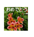 老眼の目に優しいお花と自然の癒し（個別スタンプ：1）