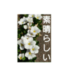 老眼の目に優しいお花と自然の癒し（個別スタンプ：4）