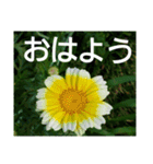 老眼の目に優しいお花と自然の癒し（個別スタンプ：8）